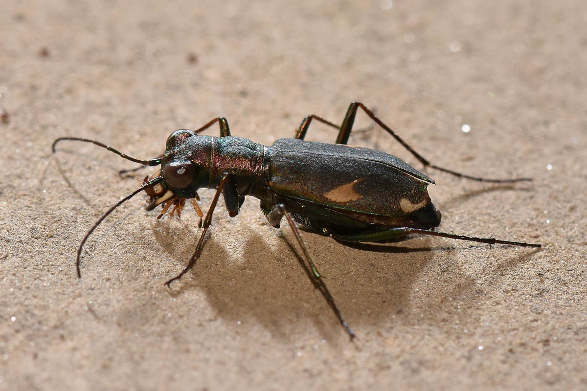 Carabidae: Cylindera germanica?  Sì !